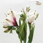 Alstroemeria White/Pink (9-10 Stems) - Pudu Ria Florist Southern