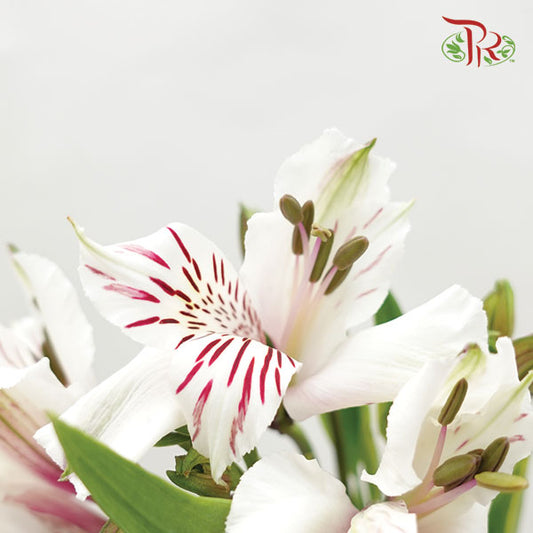 Alstroemeria White/Pink (9-10 Stems) - Pudu Ria Florist Southern