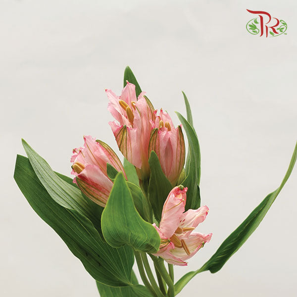 Alstroemeria Soft Pink (9-10 Stems) - Pudu Ria Florist Southern
