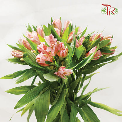 Alstroemeria Soft Pink (9-10 Stems) - Pudu Ria Florist Southern