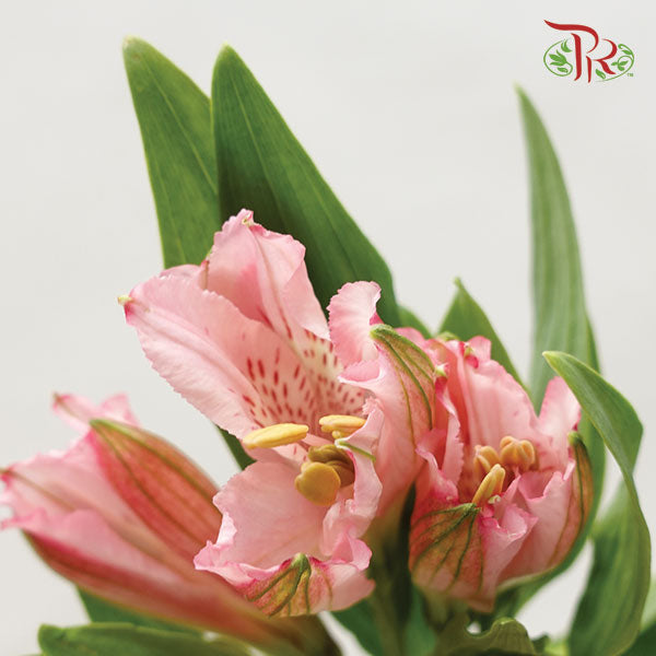Alstroemeria Soft Pink (9-10 Stems) - Pudu Ria Florist Southern