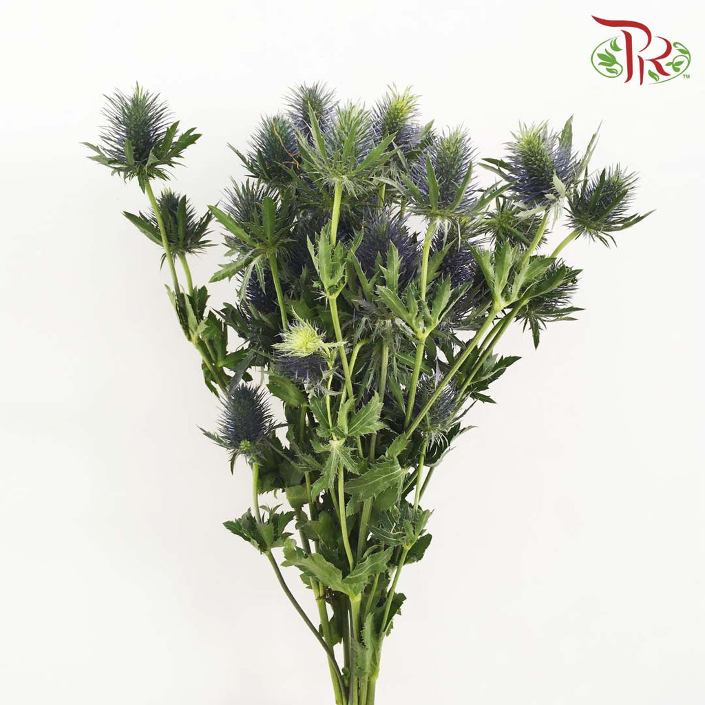 Eryngium - Pudu Ria Florist Southern