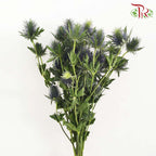 Eryngium - Pudu Ria Florist Southern