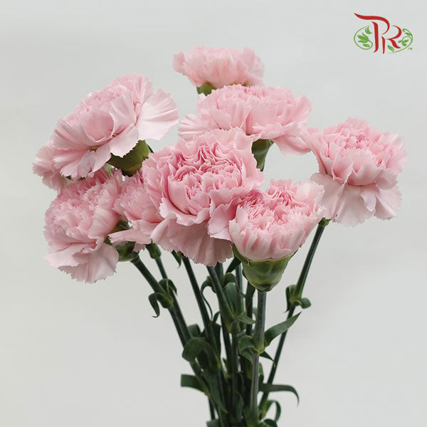 Carnation Anatasia (8-10 Stems) - Pudu Ria Florist Southern