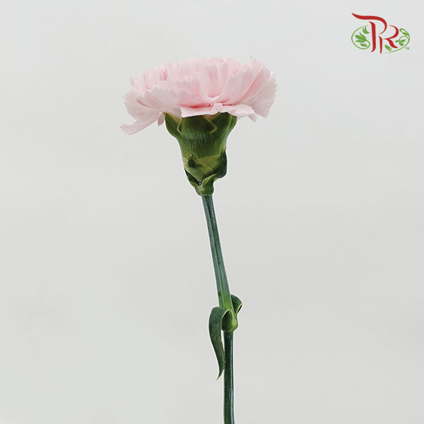 Carnation Anatasia (8-10 Stems) - Pudu Ria Florist Southern