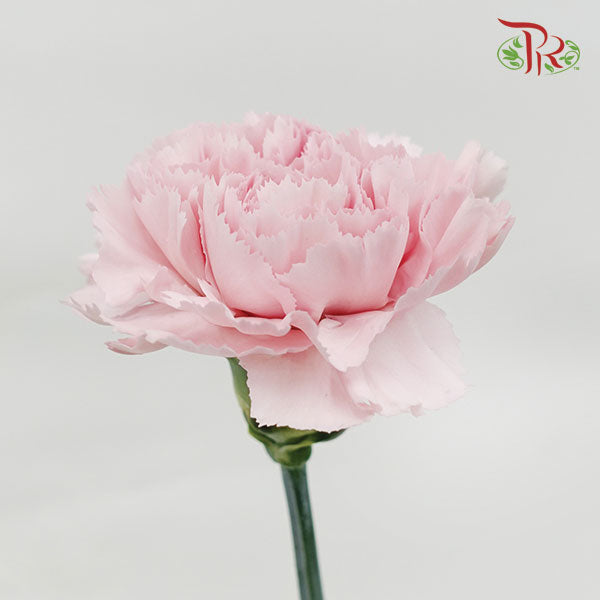 Carnation Anatasia (8-10 Stems) - Pudu Ria Florist Southern