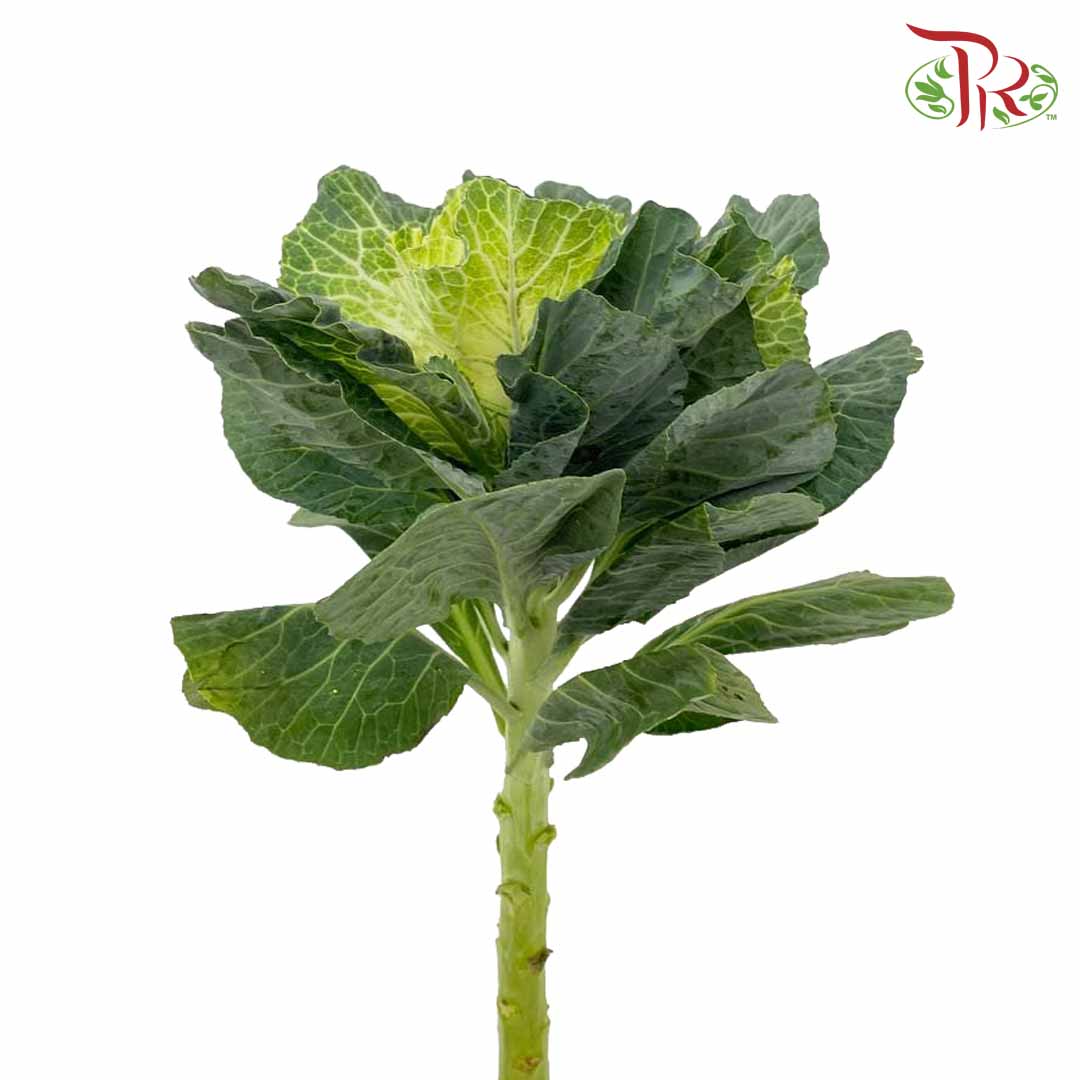 Brassica White (Per Stem) - Pudu Ria Florist Southern