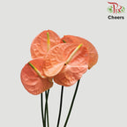 Anthurium Cheers - 5 Stems - Pudu Ria Florist Southern