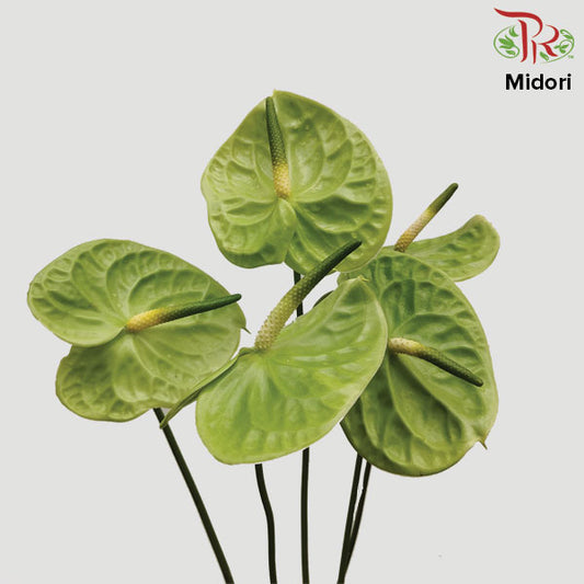 Anthurium Midori - 5 Stems - Pudu Ria Florist Southern