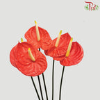 Anthurium Orange - 5 Stems - Pudu Ria Florist Southern