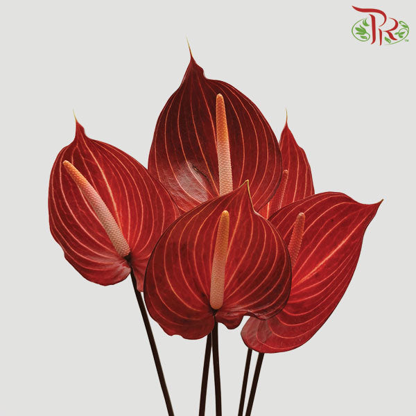 Anthurium Safari - 5 Stems - Pudu Ria Florist Southern