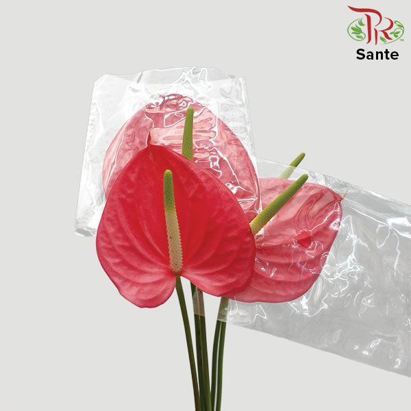 Anthurium Sante - 5 Stems - Pudu Ria Florist Southern
