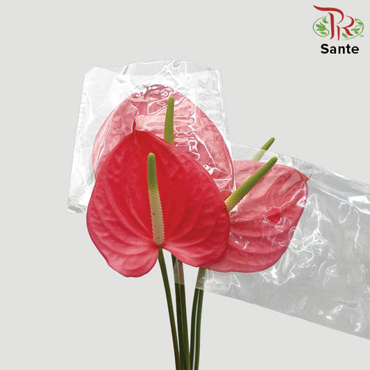 Anthurium Sante (M) - Per Stems - Pudu Ria Florist Southern