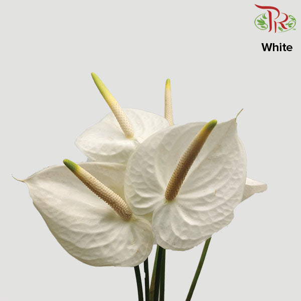 Anthurium White - 5 Stems