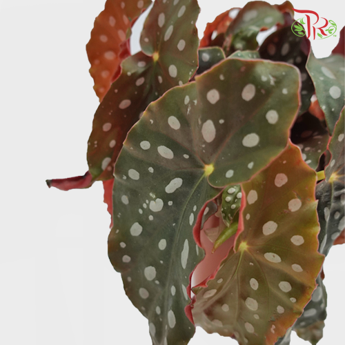 Begonia - Maculata - Pudu Ria Florist Southern