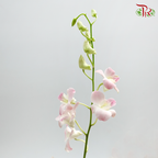 Dendrobium Orchid Apricot / 5 Stems (M) - Pudu Ria Florist Southern