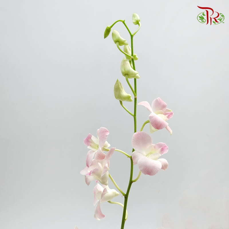 Dendrobium Orchid Apricot / 5 Stems (L) - Pudu Ria Florist Southern