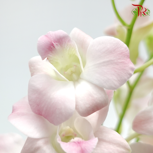 Dendrobium Orchid Apricot / 5 Stems (L) - Pudu Ria Florist Southern