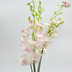 Dendrobium Orchid Apricot / 5 Stems (XL) - Pudu Ria Florist Southern