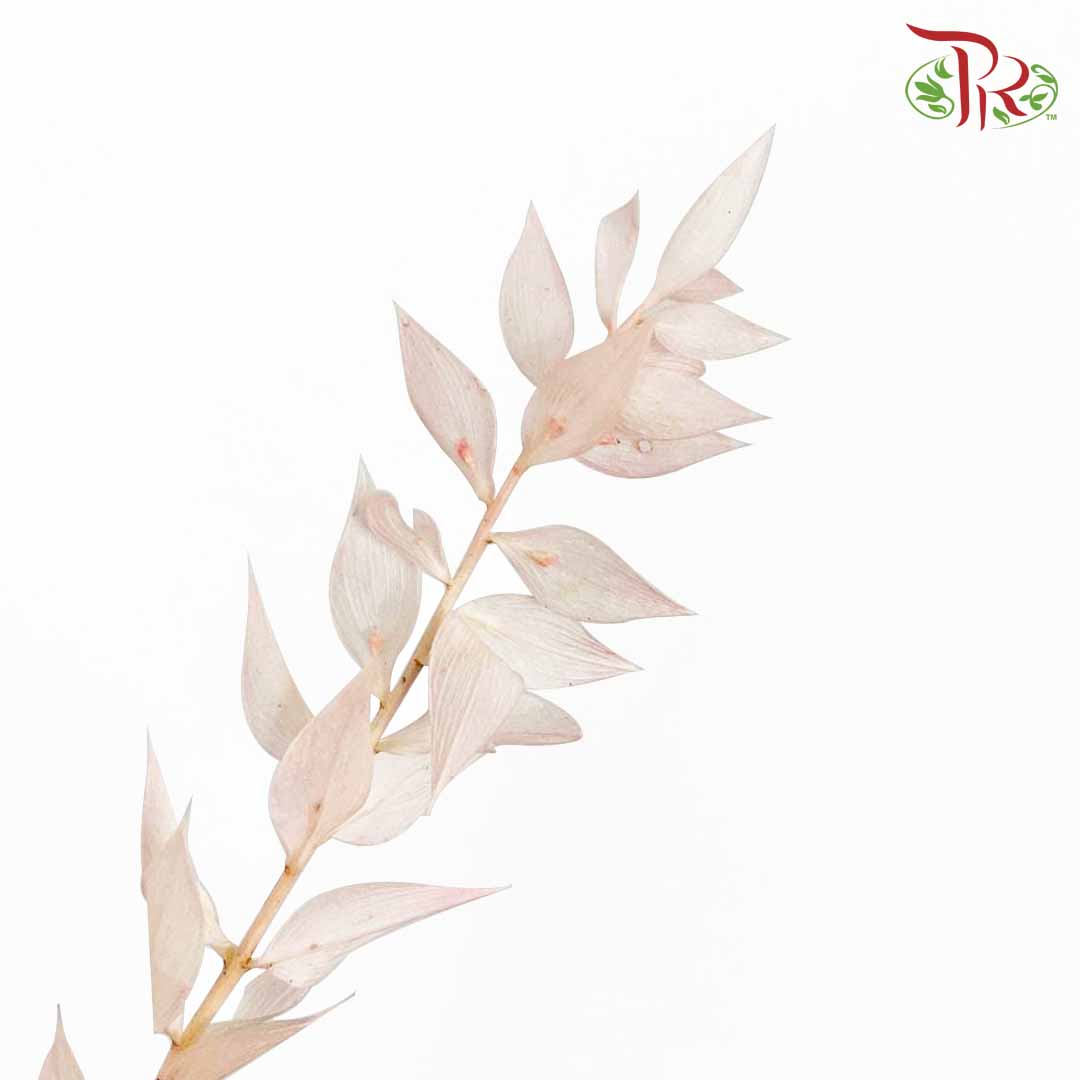 Dry Ruscus Dyed - Light Pink - Wholesale flowers delivery in JB ...