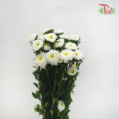 Aster White - Per Bunch - Pudu Ria Florist Southern