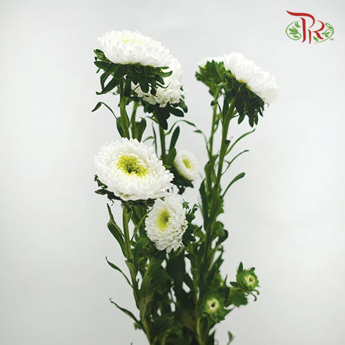Aster White - Per Bunch - Pudu Ria Florist Southern