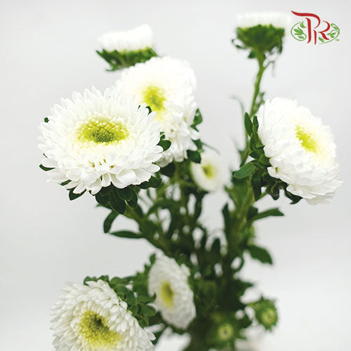 Aster White - Per Bunch - Pudu Ria Florist Southern