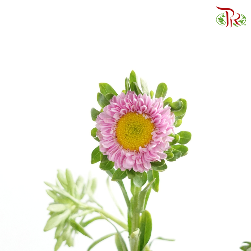 Aster Soft Pink - Per Bunch - Pudu Ria Florist Southern