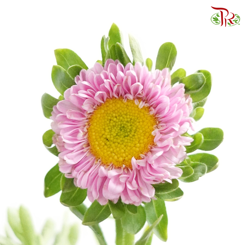 Aster Soft Pink - Per Bunch - Pudu Ria Florist Southern