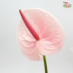Anthurium Jelly Pink - 5 Stems - Pudu Ria Florist Southern