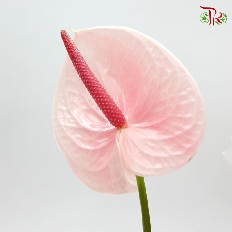 Anthurium Jelly Pink - 5 Stems - Pudu Ria Florist Southern