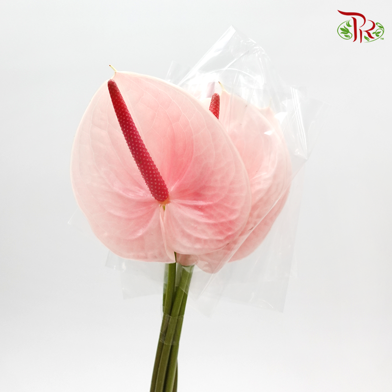 Anthurium Jelly Pink - 5 Stems - Pudu Ria Florist Southern