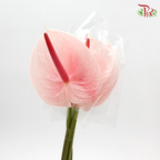 Anthurium Jelly Pink - 5 Stems - Pudu Ria Florist Southern