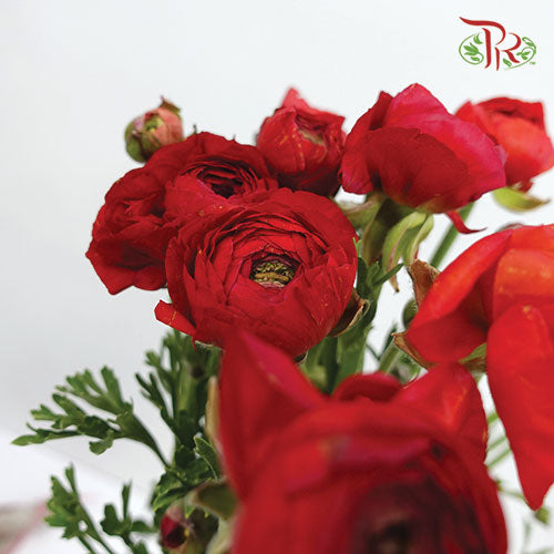 Ranunculus Red (8 - 10 Stems) - Pudu Ria Florist Southern