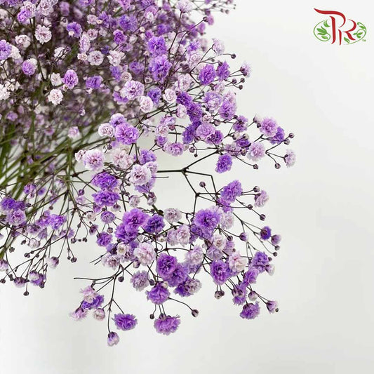 Baby's Breath Purple (8-10 Stems) - Pudu Ria Florist Southern