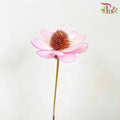 Dry Stella Luna - Purple - Pudu Ria Florist Southern