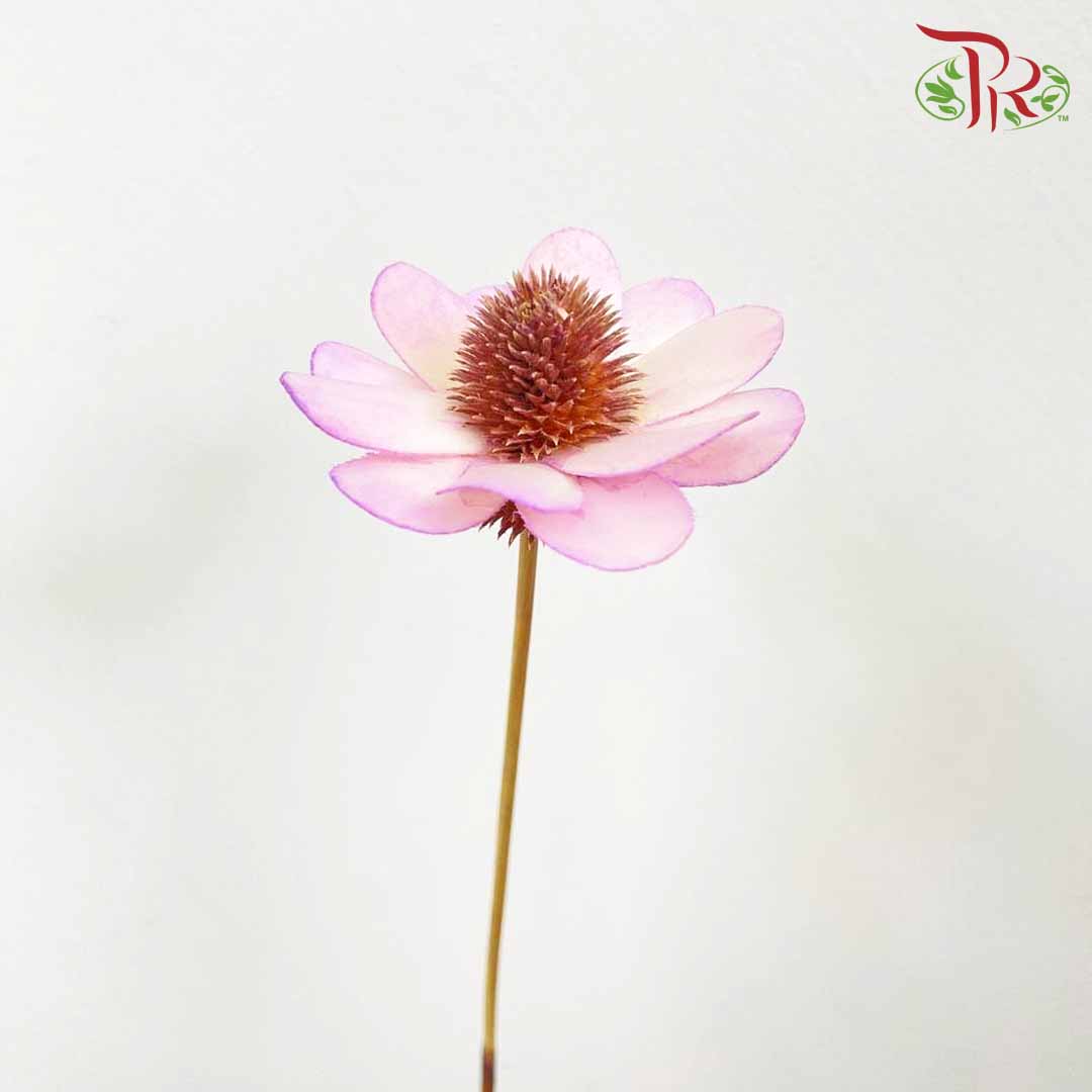 Dry Stella Luna - Purple - Pudu Ria Florist Southern