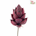 Dry Phoenix Tree Bud - Maroon - Pudu Ria Florist Southern