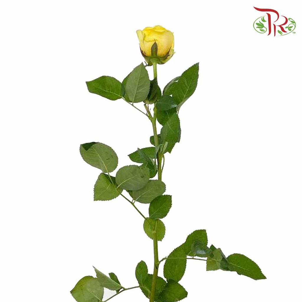 Rose Yellow (8-10 Stems) - Pudu Ria Florist Southern