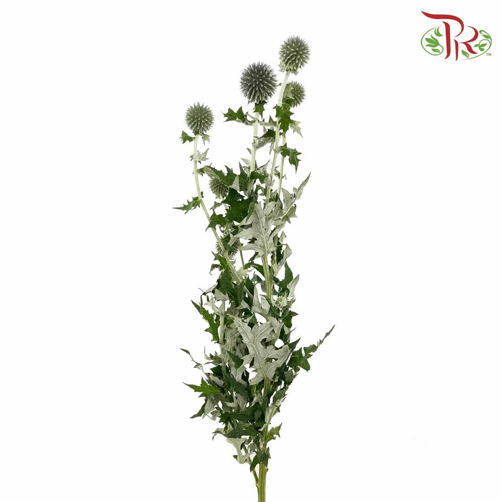 Echinops - Pudu Ria Florist Southern