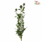 Echinops - Pudu Ria Florist Southern