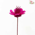 Dry Stella Luna - Cherry Pink - Pudu Ria Florist Southern