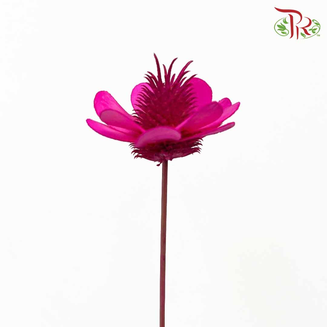 Dry Stella Luna - Cherry Pink - Pudu Ria Florist Southern