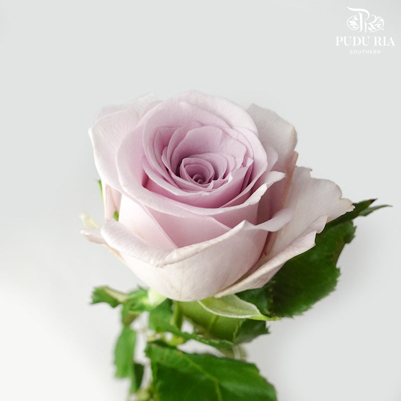 Rose Purple (19-20 Stems) - Pudu Ria Florist Southern