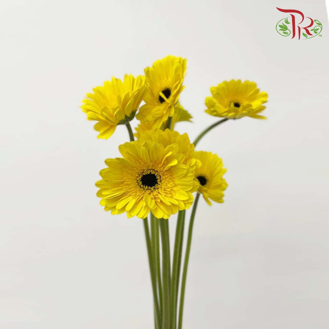 Gerbera Yellow (8-10 Stems) - Pudu Ria Florist Southern