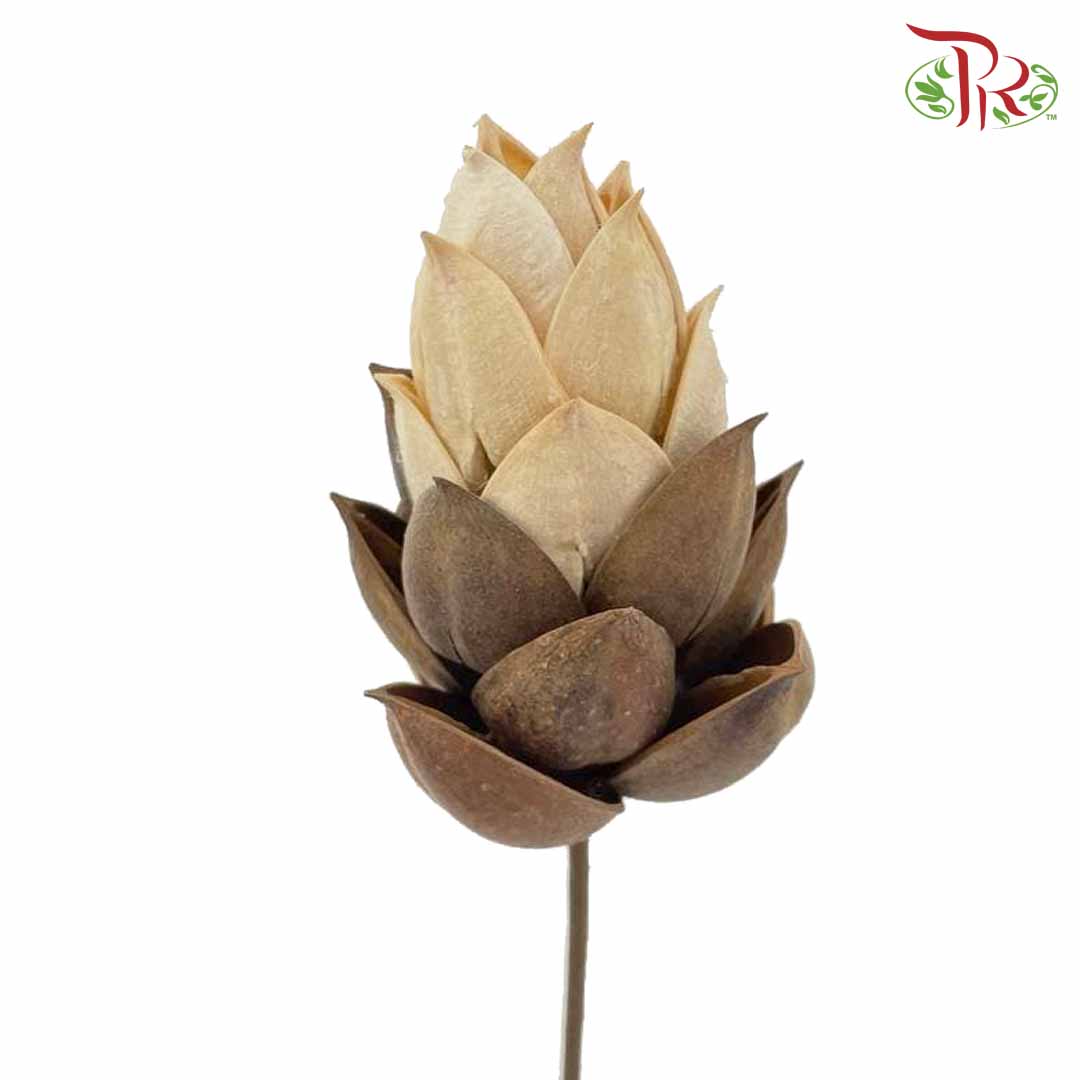 Dry Phoenix Tree Bud - White/Brown - Offer Item - Pudu Ria Florist Southern