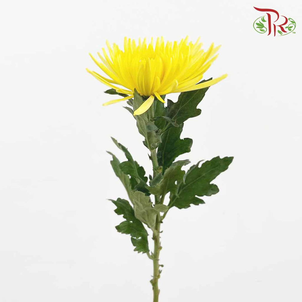 Net Mum Chrysanthemum Yellow (10-12 Stems) - Pudu Ria Florist Southern