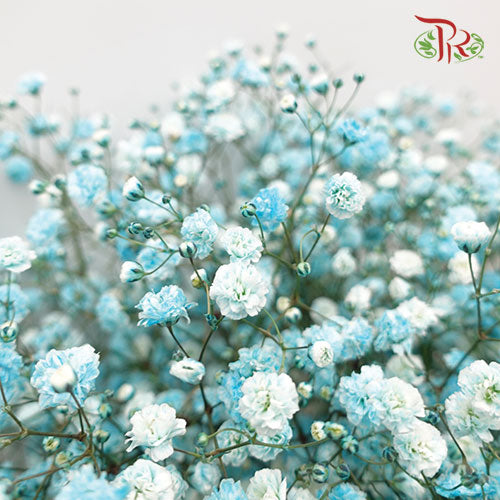 Baby's Breath Light Blue (8-10 Stems) - Pudu Ria Florist Southern