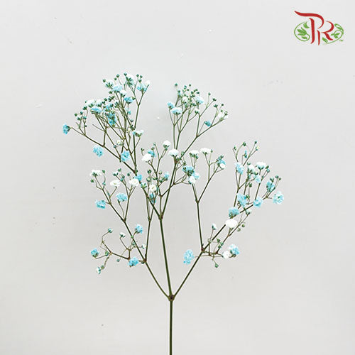 Baby's Breath Light Blue (8-10 Stems) - Pudu Ria Florist Southern