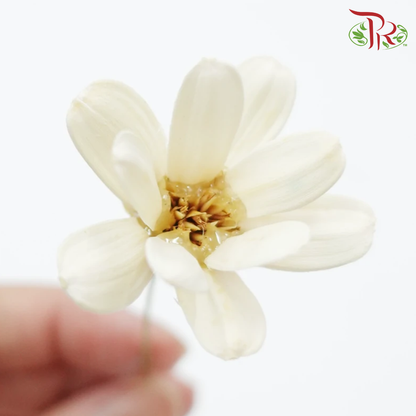 Preservative Petite Flower - White - Pudu Ria Florist Southern